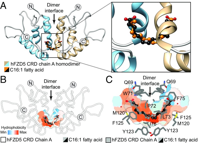 Unsaturated fatty acyl recognition by Frizzled receptors mediates ...