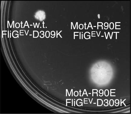 FIG. 2.