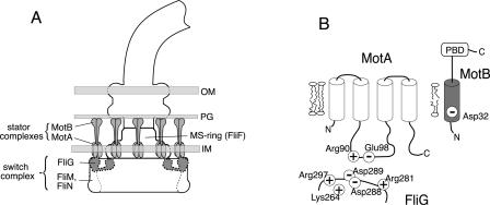 FIG. 1.