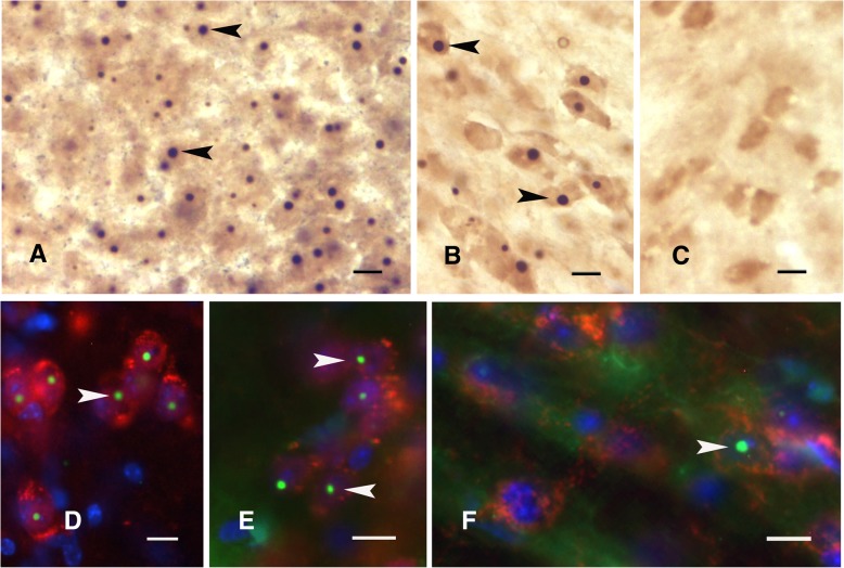 Fig. 7