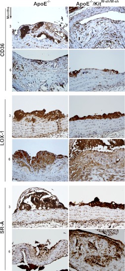 Fig. 8.