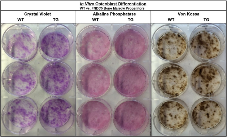 Figure 4—figure supplement 1.