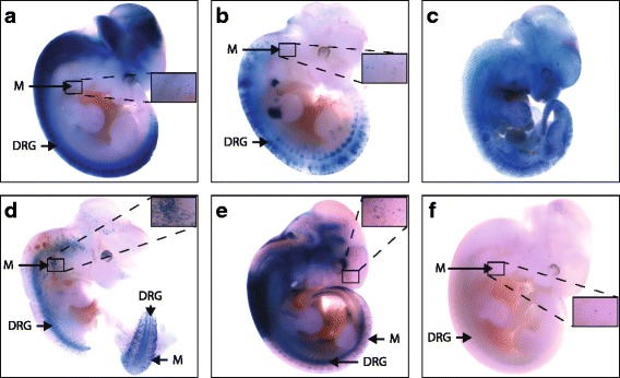 Fig. 9