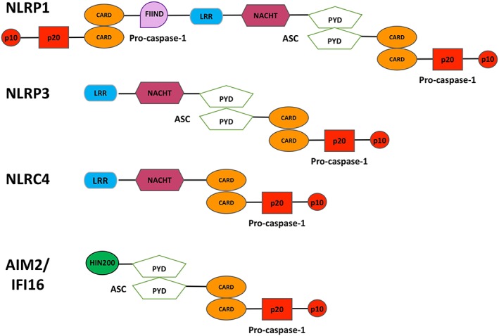 Figure 2