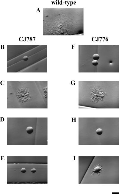 FIG. 2.