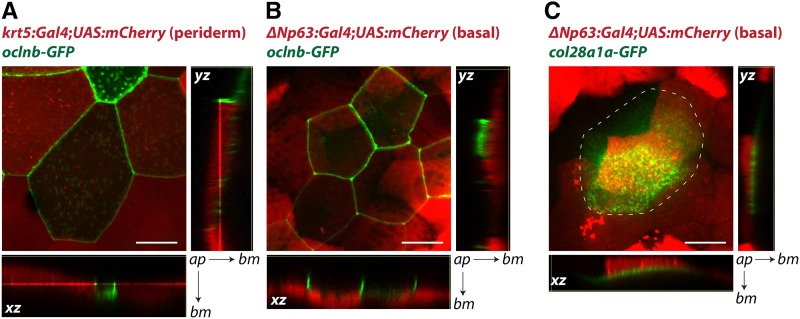 Figure 7