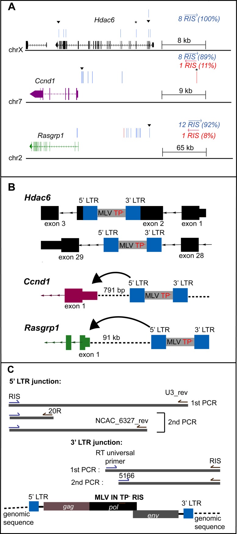 Fig 5