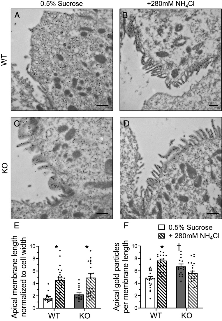 Fig. 9.