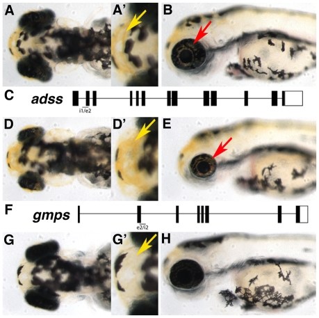 Fig. 9.