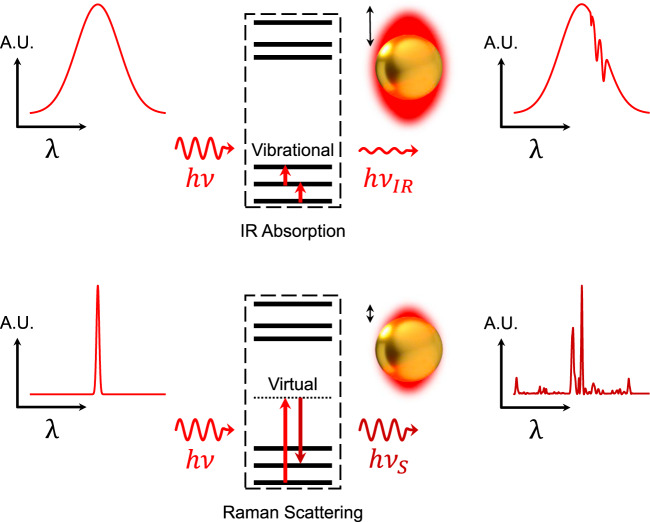 Box 2. Surface-enhanced infrared absorption spectroscopy (SEIRA)