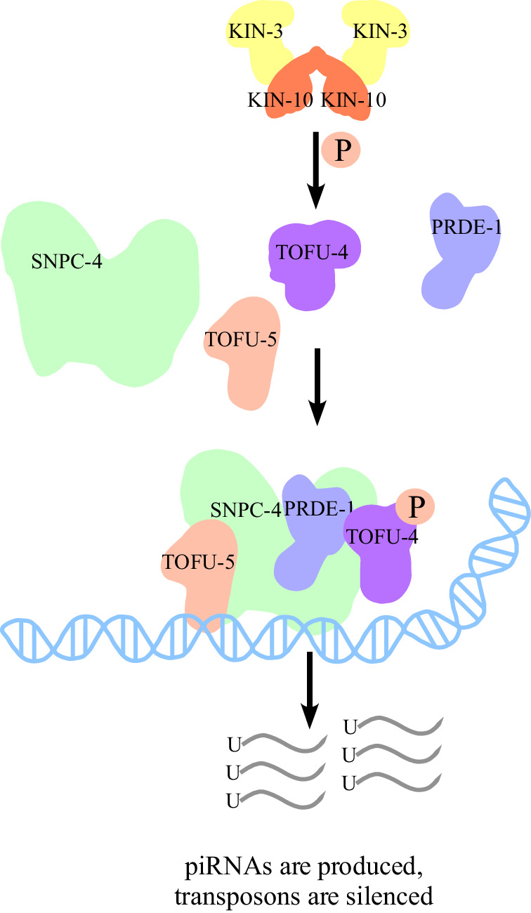 Fig. 7