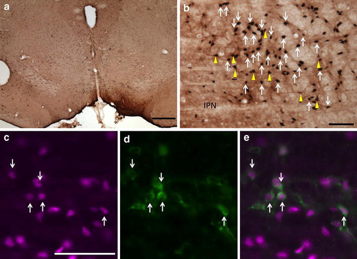 Fig. 1