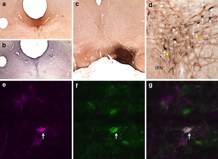 Fig. 9