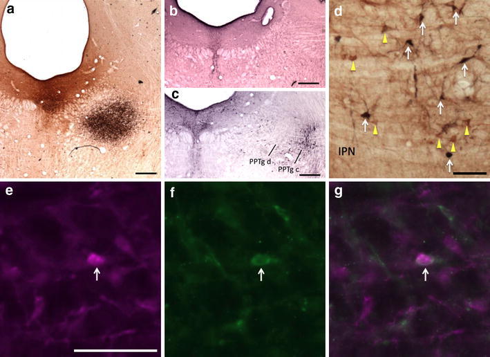 Fig. 10