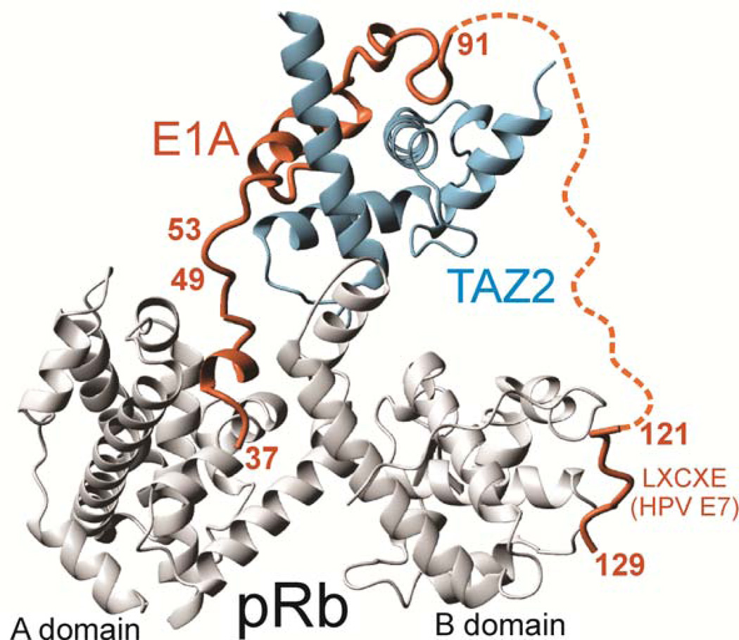 Box 2 Motif Mimicry and the Role of IDPs in Viral Infection