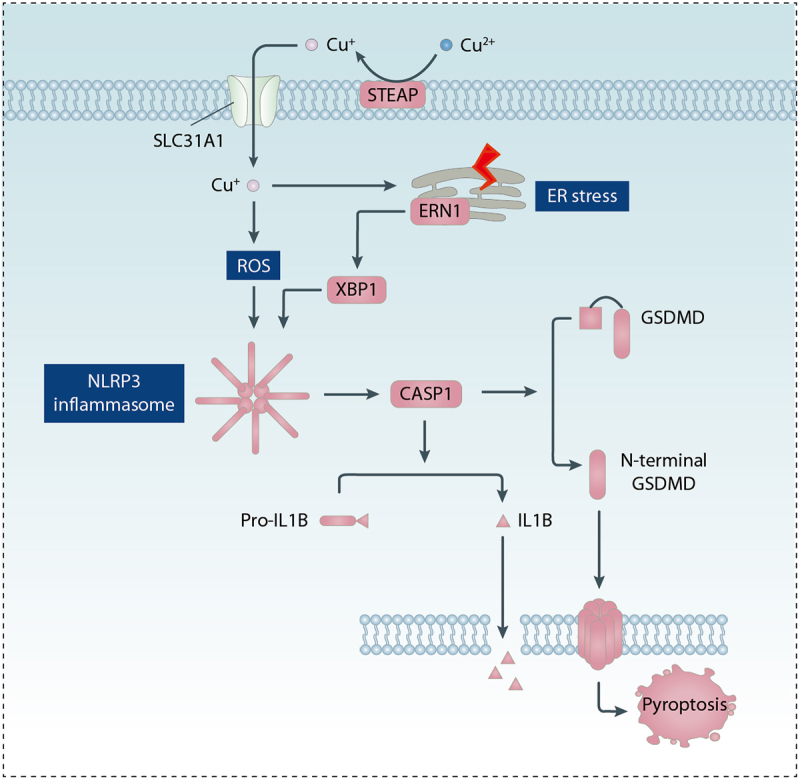 Figure 6.