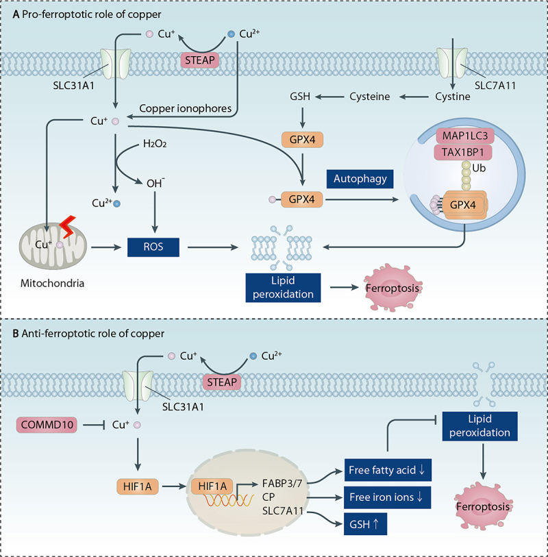 Figure 7.