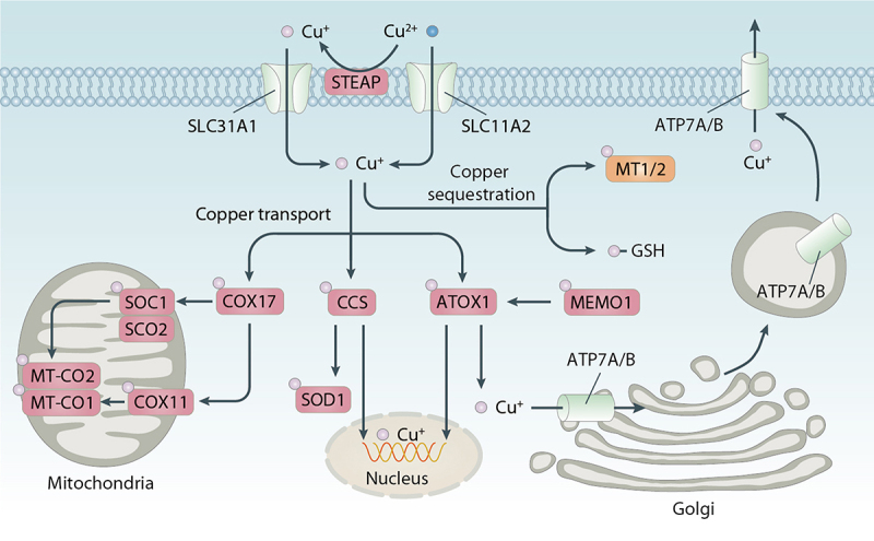 Figure 2.