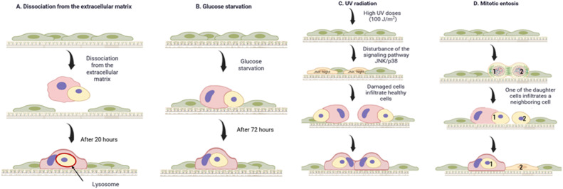 Fig. 3