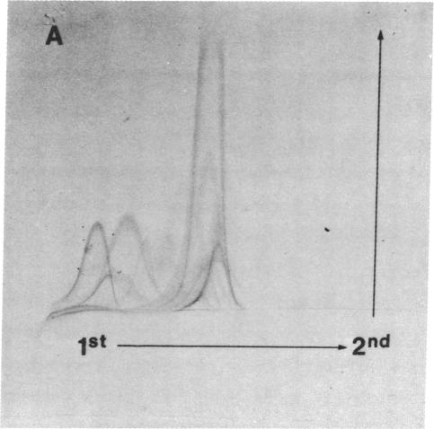 graphic file with name pnas00663-0360-a.jpg