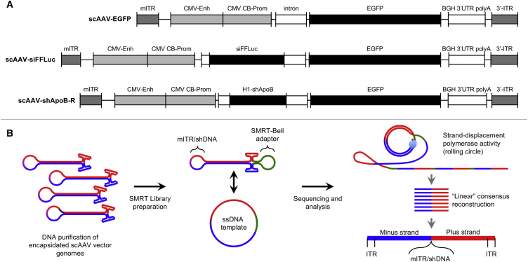 Figure 1