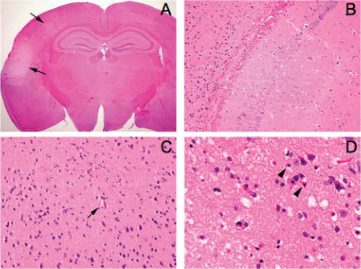 FIGURE 4