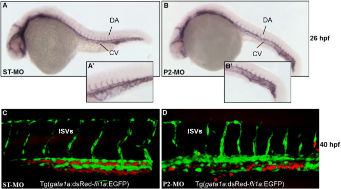 Fig. 10