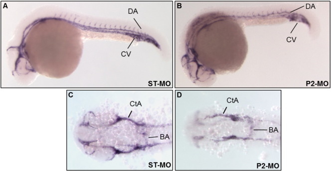 Fig. 9