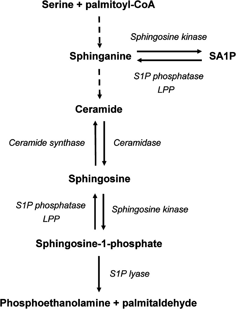 Fig. 1