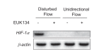 Figure 3—figure supplement 1.