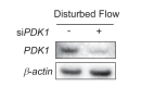 Figure 5—figure supplement 3.