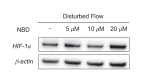 Figure 6—figure supplement 4.