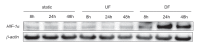Figure 2—figure supplement 1.
