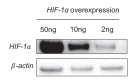 Figure 4—figure supplement 1.