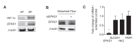 Figure 4—figure supplement 2.