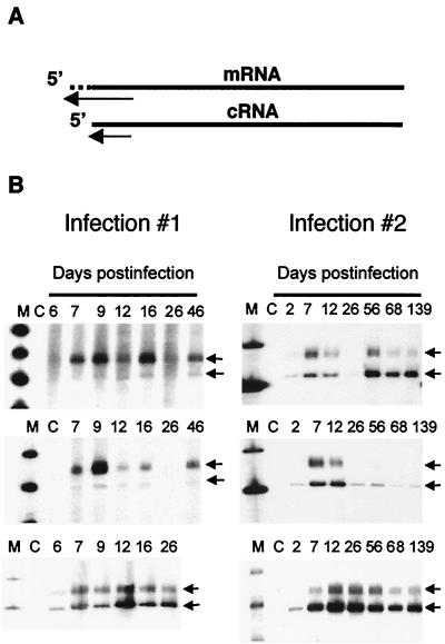 FIG. 7