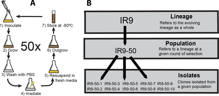 FIG 2