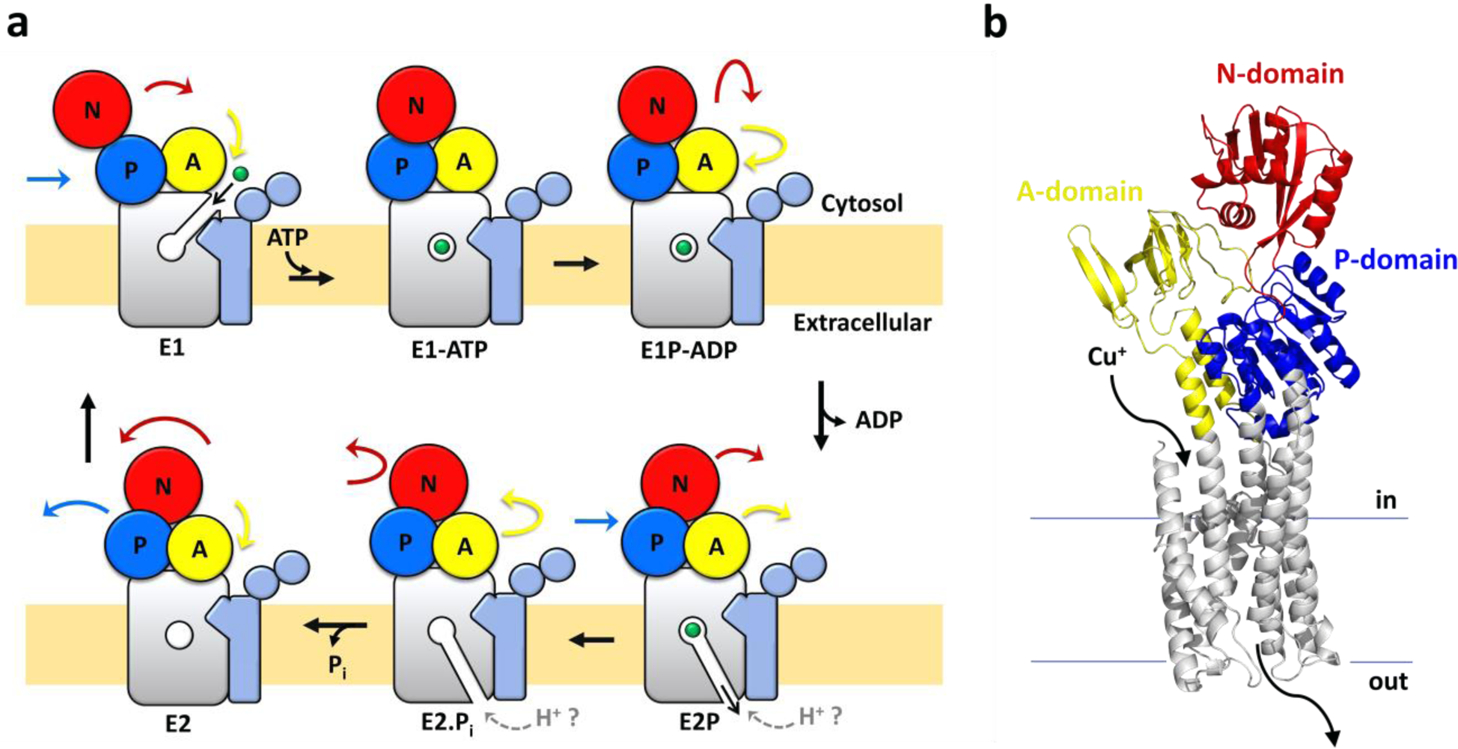 Figure 1: