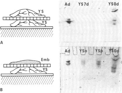 graphic file with name pnas00655-0458-a.jpg