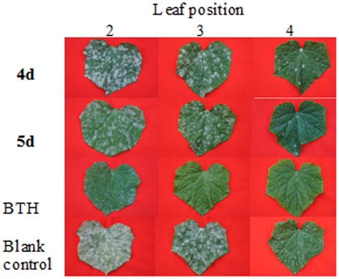 Figure 5