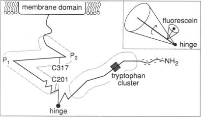 graphic file with name pnas01127-0155-a.jpg