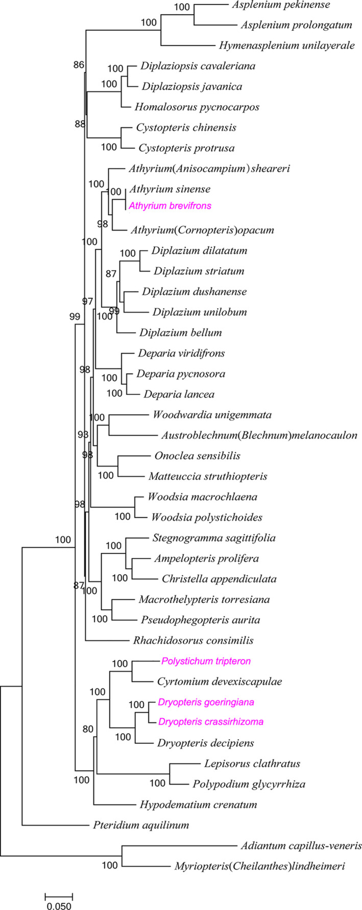 FIGURE 7