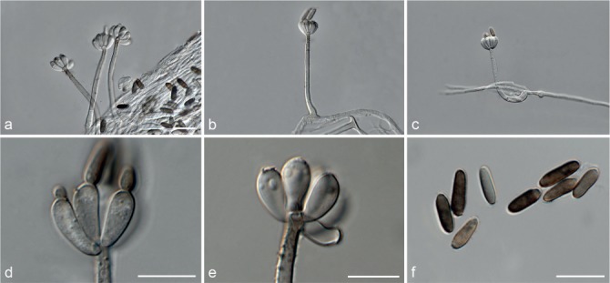 Fig. 74