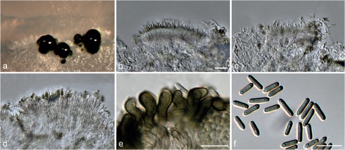 Fig. 23