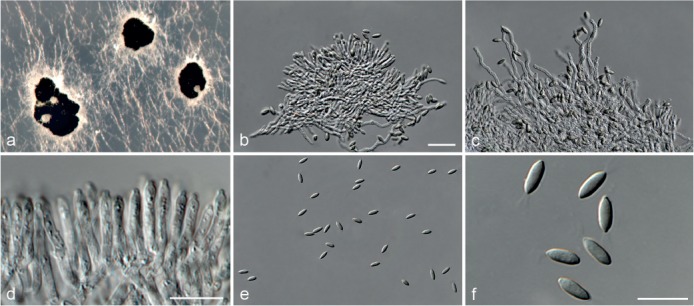 Fig. 12