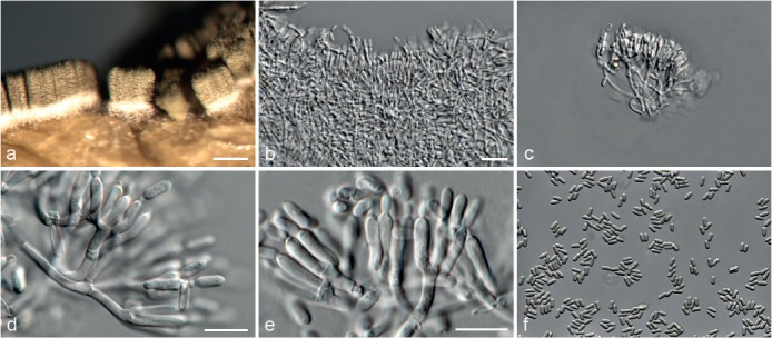 Fig. 16