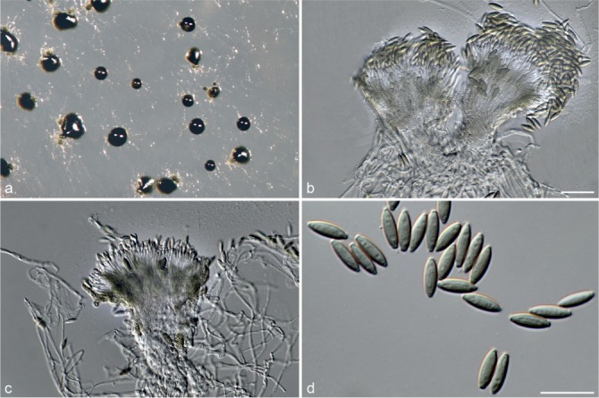 Fig. 79