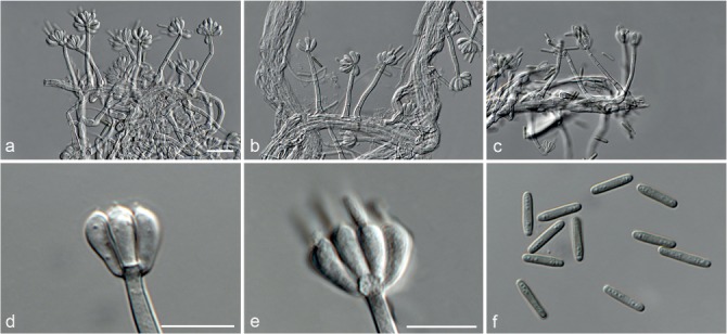 Fig. 66