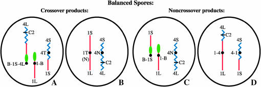 Figure 3.—