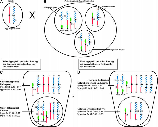 Figure 4.—